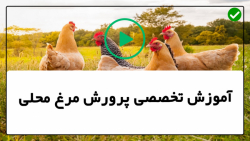 آموزش پرورش مرغ محلی -پرورش مرغ-  پرورش مرغ های گوشتی در هفته آخر