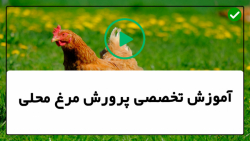 آموزش پرورش مرغ محلی-پرورش مرغ پرورش مرغ های گوشتی در هفته چهارم