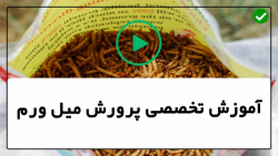 آموزش پرورش میل ورم-کارگاه پرورش میل ورم-اضافه کردن میل ورم های جدید