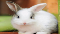 آموزش آوردن خرگوش جدید در ماینکرافت بدون مود