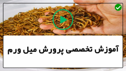 آموزش پرورش میل ورم-شرایط مطلوب پرورش میل ورم(دما و رطوبت)