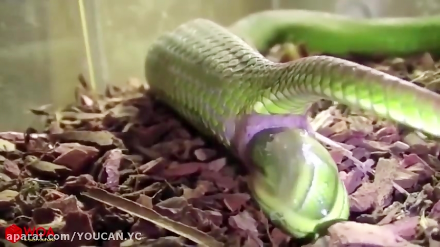 Какая змея рожает