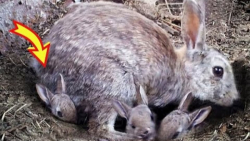 به این دلیل خرگوش بچه های خود...