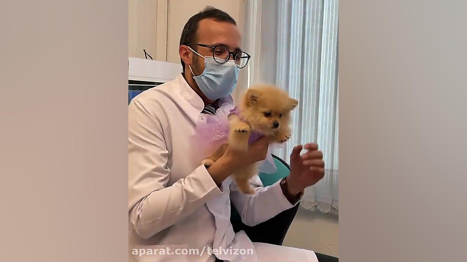 سگ پامر بامزه با لباس بنفش خوشگل در مطب دامپزشکی بلیچینگ