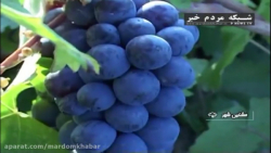 انگور نابِ دامنه سبلان