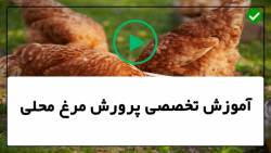 آموزش پرورش مرغ محلی- پرورش مرغ- مقدار غذای لازم مرغ ها