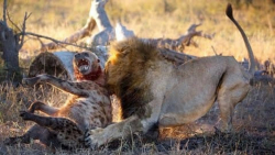 مستند حیات وحش  جنگ شیر نر و ک...