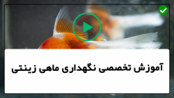 آموزش پرورش ماهی زینتی -ماهی زینتی-درمان کردن بیماری لکه سفید
