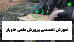 آموزش پرورش ماهی خاویار-ماهی خاویار و انواع آن، شرایط پرورش آنها