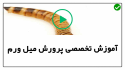 آموزش پرورش میل ورم-نکاتی برای تمیزکردن و جداسازی میل ورم