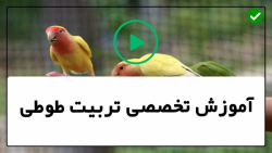 فیلم آموزش تربیت طوطی-اهلی کردن طوطی-دستی کردن طوطی شما_ویدیو اول
