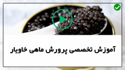 آموزش پرورش ماهی خاویار-پرورش انواع ماهی- طریقه فرآوری خاویار