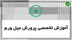 آموزش پرورش میل ورم-کارگاه پرورش میل ورم-تبدیل شفیره میل ورم به سوسک