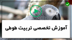 فیلم آموزش تربیت طوطی-اهلی کردن طوطی-بهداشت طوطی ها