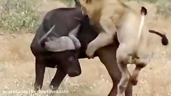 چه کسی شیر قوی تر است یا گوریل...