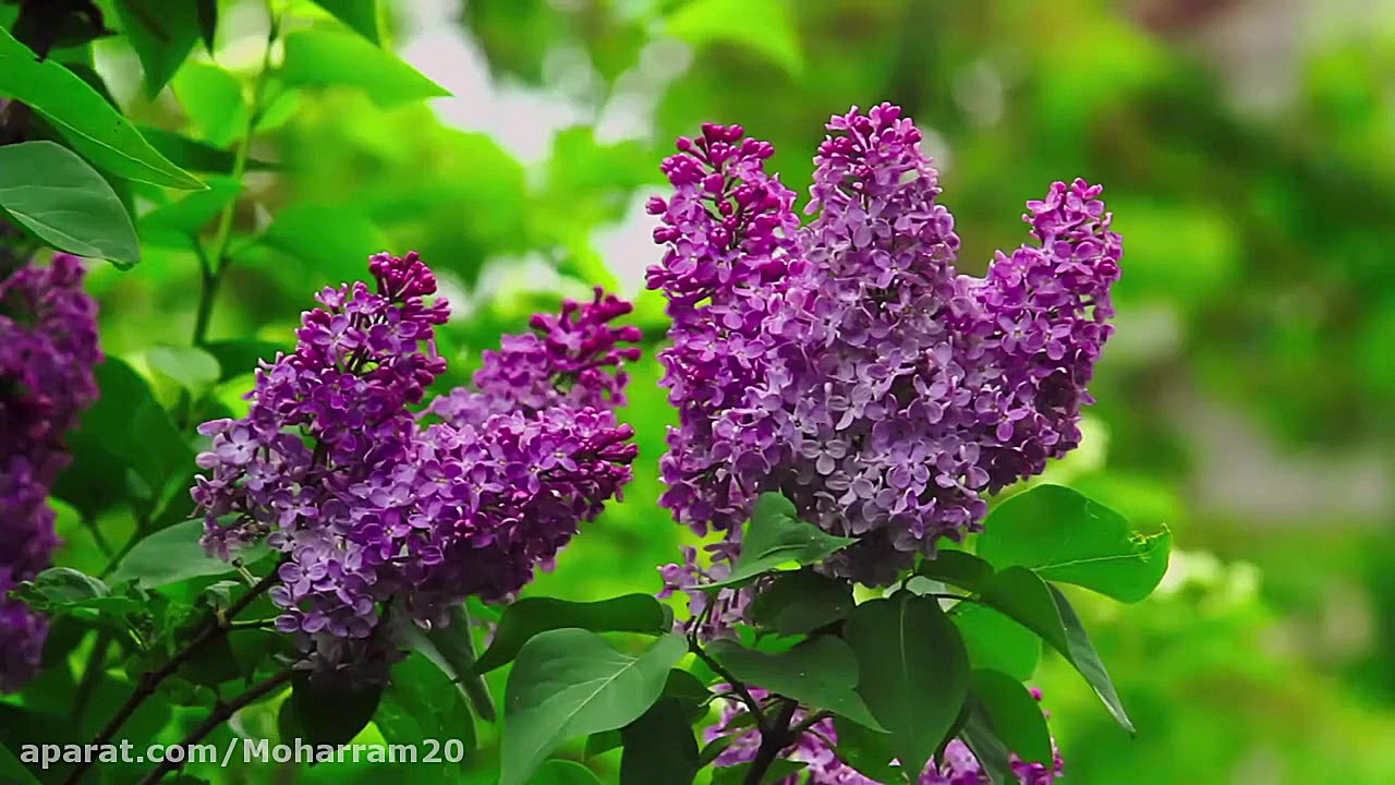 رابطه حس بویایی و خاطره شکیرا