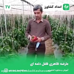 عارضه های فلفل دلمه ای