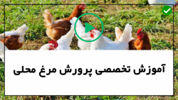آموزش پرورش مرغ محلی-آموزش ساخت پیشرفته دستگاه جوجه کشی با ظرف پلاستیکی