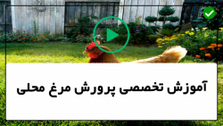 آموزش پرورش مرغ محلی -پرورش مرغ-  زمان مناسب برای بیرون بردن جوجه ها
