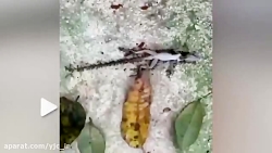 حمل عجیب یک مارمولک بزرگ توسط مورچه ها