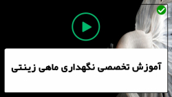 آموزش پرورش ماهی زینتی -ماهی زینتی-درآمدزایی از ماهی دیسکس