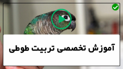 فیلم آموزش تربیت طوطی-اهلی کردن طوطی-حرف زدن طوطی_ویدیو چهارم