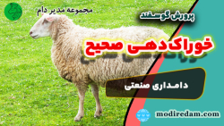 خوراک دهی گوسفندان - مشاوره در واتساپ 3211 373 0919