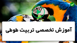 فیلم آموزش تربیت طوطی-اهلی کردن طوطی-تشخیص جنسیت طوطی سبز