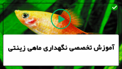 آموزش پرورش ماهی زینتی -ماهی زینتی-غذادهی به ماهی دیسکس