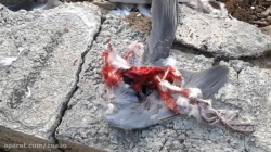 جنایت قرقی با کبوتر بدبخت