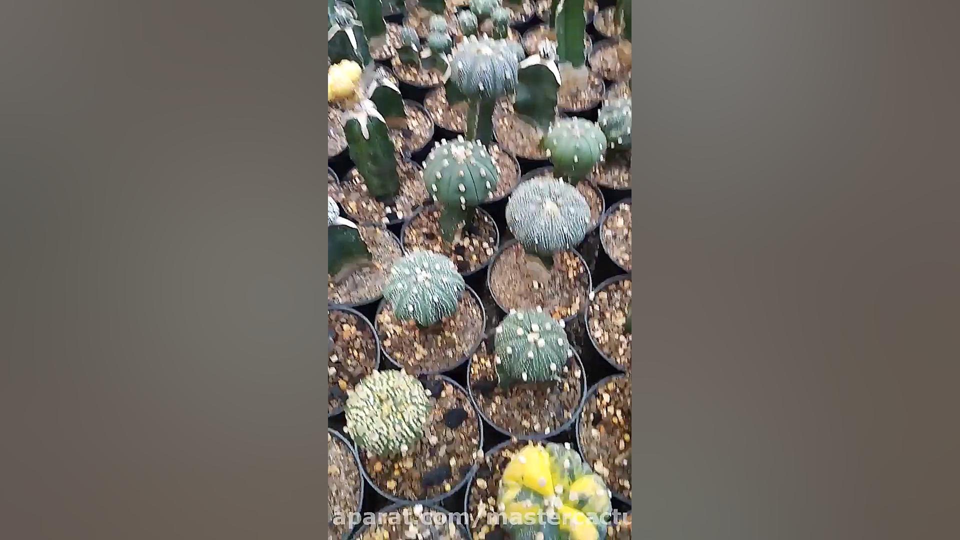 معرفی واریاته آستریاس زمان173ثانیه