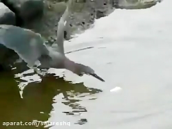 طرز ماهیگیری خیلی عجیب این نوع...