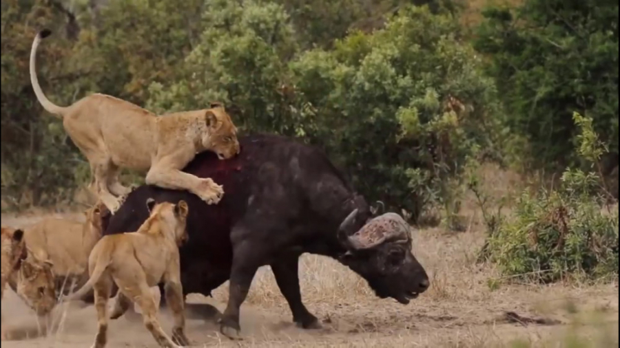 Eaten Alive] Pride of Lions Taking Down Buffalo, Zebra