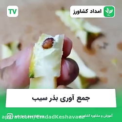 کاشت درخت سیب