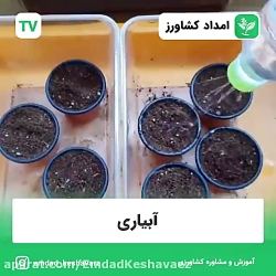 کاشت کلم برگ در خانه