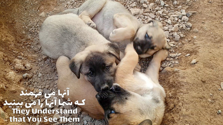 پوستر بزرگ