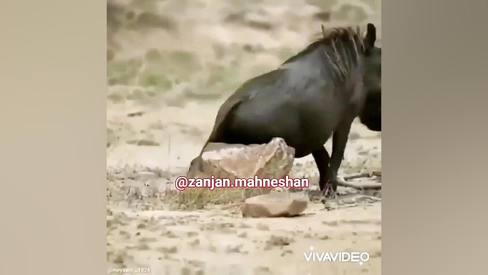 دوبله خارش گراز آخره خنده ترمیم ونیر