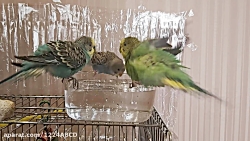 شنای مرغ عشق در آب