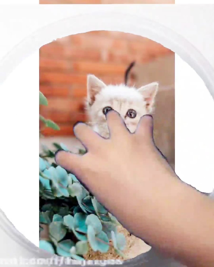 اسلایم فتوشاپ گربه کیوت