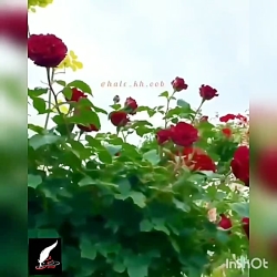 دوستت دارم بگو تا بمانم بیشتر/نشر حوزه مشق