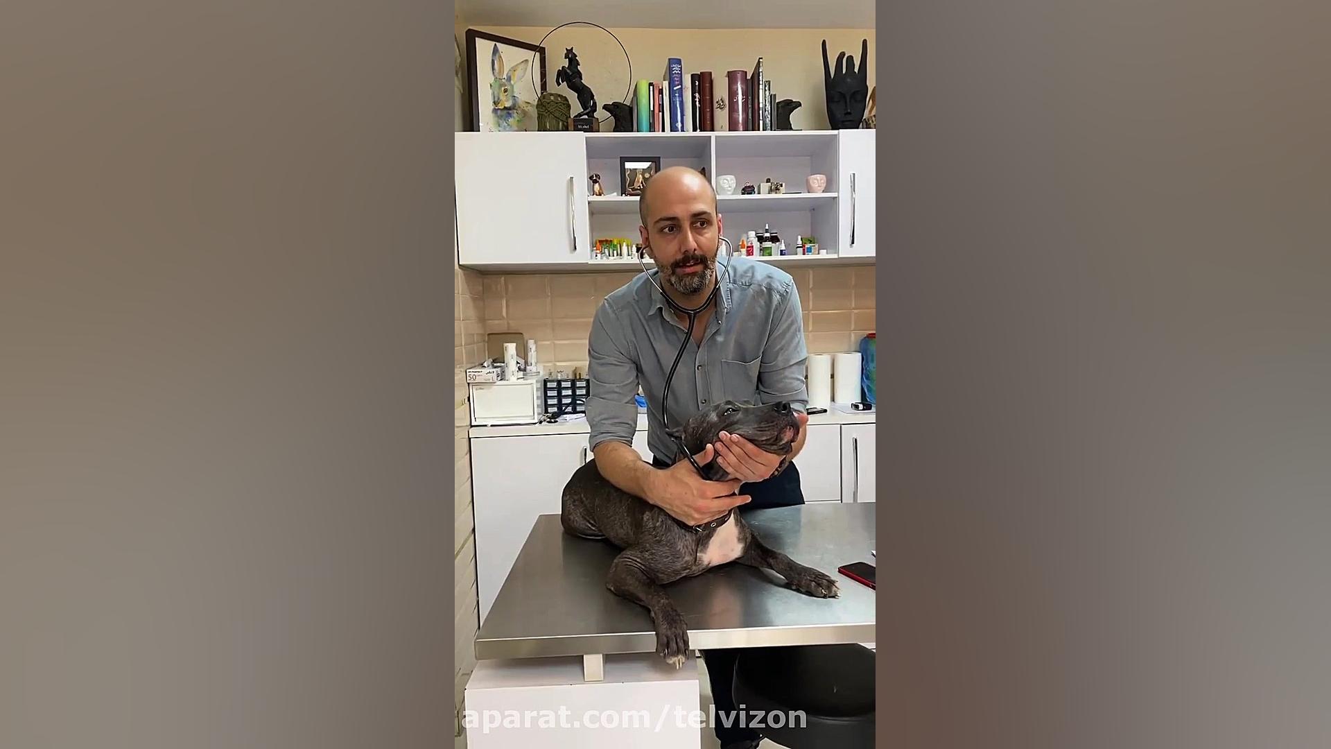 معاینه یک سگ شیطون به همرا نکات آموزشی دامپزشکی جالب برداشتن زگیل