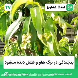 لب شتری هلو