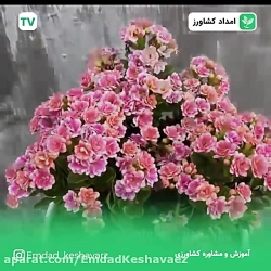 آموزش قلمه زنی گیاه کالانکوا