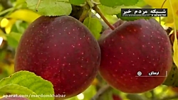 صادرات سیب بروجرد به روسیه