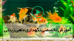 آموزش پرورش ماهی زینتی-آموزش پرورش ماهی آکواریومی-پرورش ماهی دیسکس