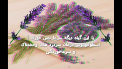 همه گیاه اسطوخودوس را به آرامش دهنده اعصاب می شناسند ! اما خواص واقعی این گیاه چ همه گیاه اسطوخودوس را به آرامش دهنده اعصاب می شناسند ! اما خواص واقعی این گیاه چ