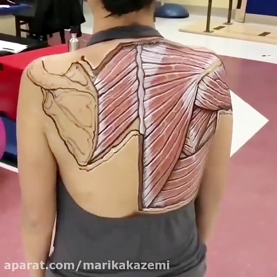 عضلات ذوزنقه و متوازی الاضلاع