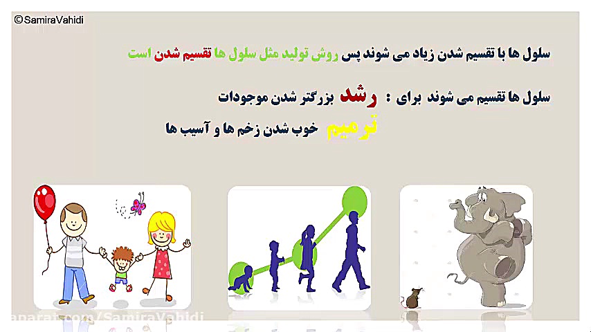 تقسیم سلولی (علوم چهارم، درس 9، بدن ما) گلابی زرین