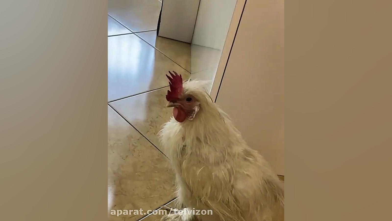 یک خروس بامزه در مطب دامپزشکی کلینیک دندانپزشکی