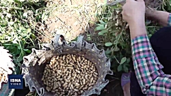 برداشت بادام زمینی در آستانه اشرفیه